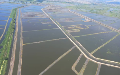 Más de 110.000 hectáreas de camaroneras en riesgo de inundación si llega El Niño. Más de la mitad son concesionadas y sector busca ‘salvavidas’ con decreto ley.