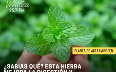 Planta de Acetaminofén: Beneficios Digestivos y para el Hígado